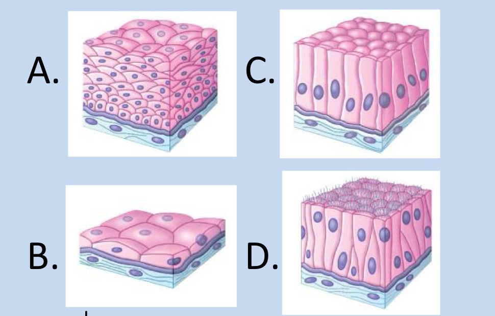 <p>which of the following structures would function best in allowing molecules to move between two compartments and why?</p>