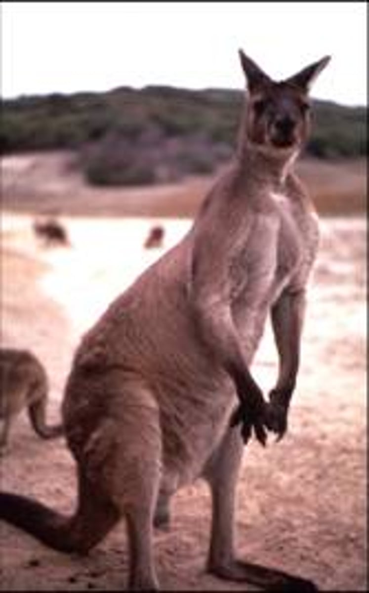 <p>Locomotion using only hindlimbs.</p>