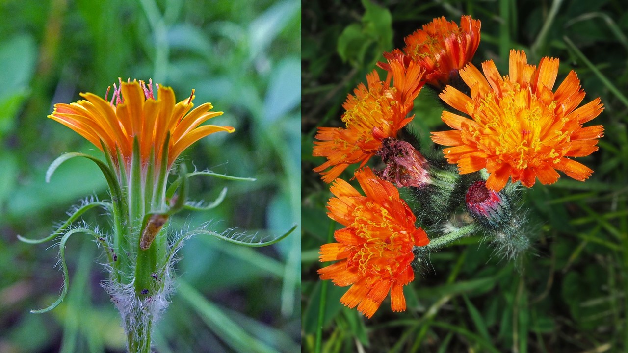 <p>Which plant is native? And what is it called?</p>