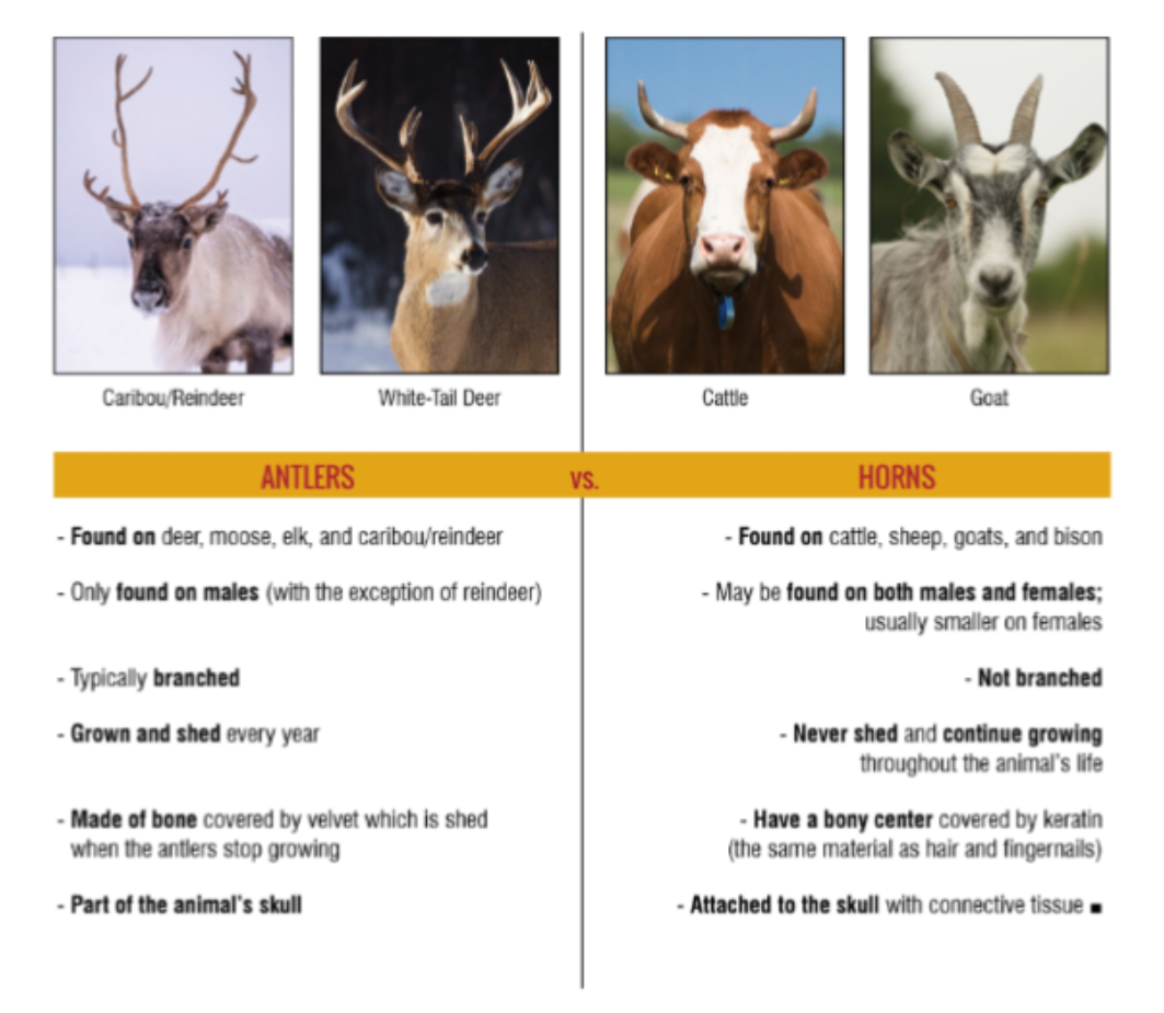 <ul><li><p><span>True horns occur in Bovidae family (sheep, cattle, antelopes)</span></p><ul><li><p><span>Have bone core extending from skull w epidermal layer covering bone and keratin layer covering epidermal</span></p></li><li><p><span>Not shed</span></p></li><li><p><span>Don’t branch</span></p></li><li><p><span>Grow continuously in both sexes</span></p></li></ul></li><li><p><span>Antlers occur in Cervidae family (deer)</span></p><ul><li><p><span>Grow in spring, shed in fall after breeding ssn</span></p></li><li><p><span>Solid bone covered in velvet</span></p></li><li><p><span>Are shed</span></p></li><li><p><span>Do branch</span></p></li><li><p><span>Grow for limited time in males only (caribou/reindeer females are exception)</span></p></li></ul></li></ul><p></p>