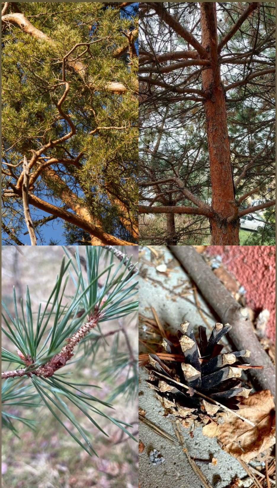 <p><span style="font-family: UICTFontTextStyleBody; font-size: 19px;">– </span><span style="font-family: UICTFontTextStyleItalicBody; font-size: 19px;"><em>Pinus sylvestris</em></span></p><p></p><p><span style="font-family: "Times New Roman"; font-size: 19px;">Écorce : très reconnaissable, orangée-rosée dans la partie haute du tronc, grisâtre en bas.</span></p><p><span style="font-family: "Times New Roman"; font-size: 19px;">Aiguilles : courtes (4–7 cm), tordues bleutées-vert clair,groupées par 2.</span></p><p><span style="font-family: "Times New Roman"; font-size: 19px;">Cônes : petits (3–6 cm), aplatis à la base, penda</span></p><p></p>