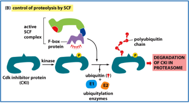 <p> E3 enzymes ( APC/C and SCF ) specify the target protein to be ubiquitylated!</p>