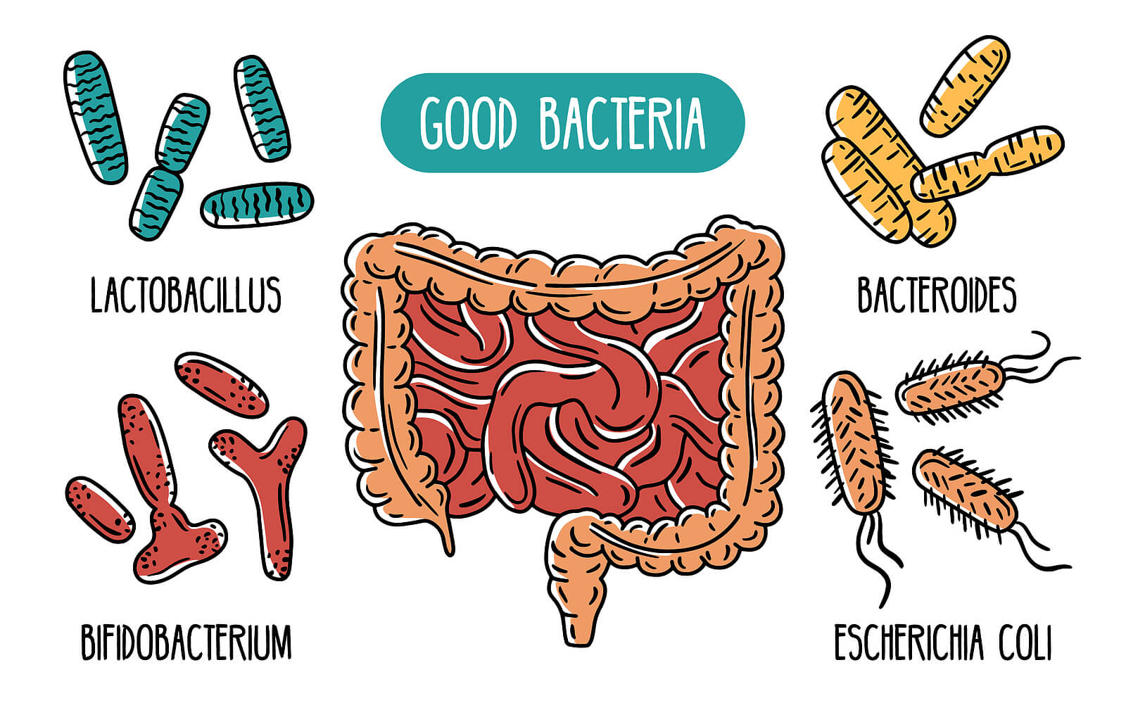 <p>What is good gut bacteria</p>