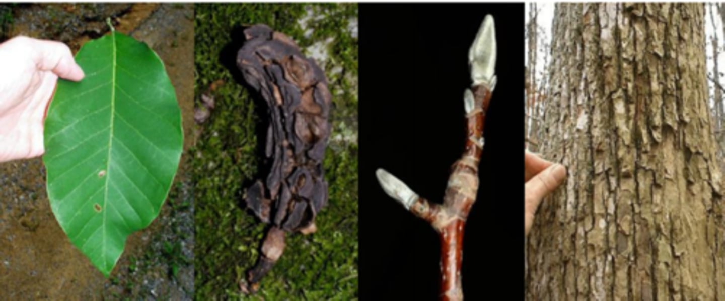 <p>Leaf: alternate, simple, elliptical to ovate, 10" long, half as wide, acuminate at tip (hence the name), rounded/acute at base, hairy beneath, not glossy like grandiflora, lighter green, w/ more prominent veins. Leaf scars are large, horseshoe-shaped.</p><p>Twigs: stout, have a spicy odor.</p><p>Buds: terminal buds are large (1/2-3/4"), slightly crooked whitish, yellow-green w/ silky pubescence. Covered by a single "keeled" scale which leaves a white stipule scar encircling the stem. Lateral buds appressed to twig.</p><p>Flowers: perfect, self-sterile, greenish petals 2-3" long June not showy, slightly fragrant.</p><p>Fruit: aggregate of pinkish- red follicles, 2-3", maturing in October (looks like a small cucumber);</p><p>Form/Silvics: mature size 80-90' tall, 36-48" dbh. Straight, clear, slightly buttressed bole. Pyramidal crown. Bark has thin, blocky striations. Usually found on moist, fertile soils of loose texture with other hardwoods.</p>