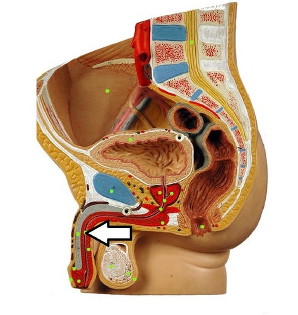 <p>runs through penis; opens at external urethral orifice</p>