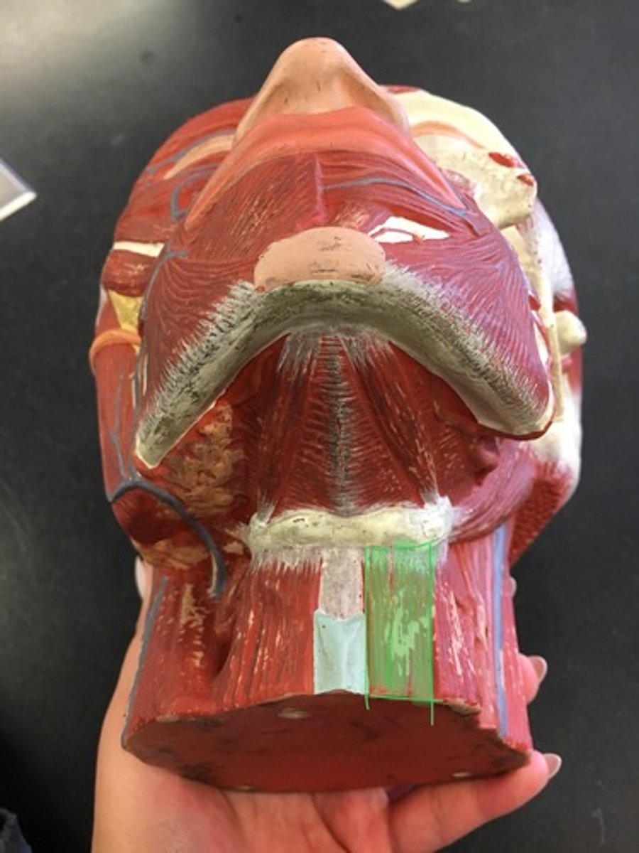 <p>(medial) running down the hyoid.</p><p>Origin: Manubrium and Clavicle </p><p>Insertion: Hyoid Bone</p>