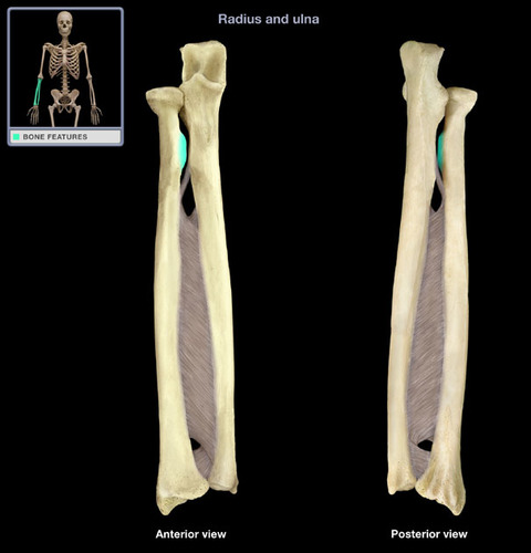 <p>Right below the head and neck of the radius, faces medially (towards ulna)</p>