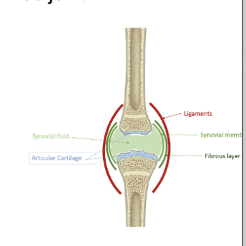 <p>it is a synovial joint with a synovial membrane lining the inside of the fibrous couple </p><ul><li><p>subdivided joints pace by lining intra-articular ligaments</p></li></ul><p></p>