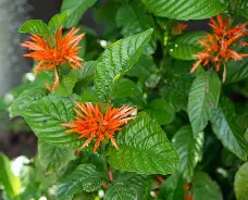 <p>Mexican Honeysuckle</p>