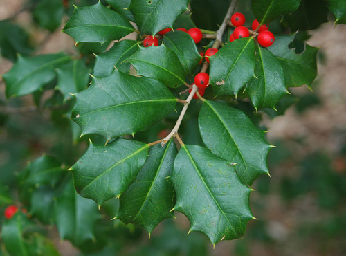 Family: Aquifoliaceae 

Common: American holly 

Range: Native throughout TX, Southern Maryland, down to FL

Habitat: Mesic-hydric sites. Upland to bottomland sites. Well-drained

Height: up to 50ft

Bark: Smooth, thin, gray, tight

Persistence: Evergreen 

Leaves: Simple & alternate, oblong to ovate shaped, spines evenly throughout margins, wavy margin, pinnate venation. Dark green, shiny, leathery.

Flowers: White
Fruit: holly drupe (looks like what ppl call holly berries) 

Other: Dioecious, used for inlays and cabinets, ornamental uses

Tol: highly shade tol, low fire and flood, medium drought
