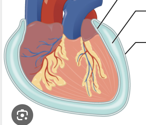 <p>What are the 3 serous membranes</p>