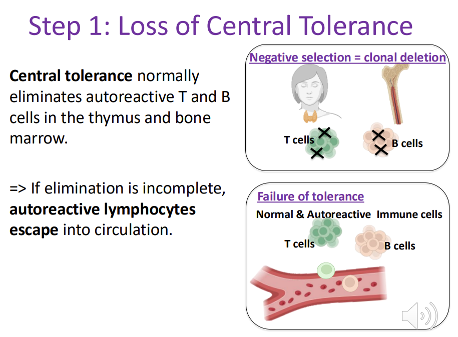 <p>Central tolerance normally e<strong>liminates autoreactive T and B cells </strong>in the <strong>thymus</strong> and <strong>bone marrow.</strong> =&gt; If elimination is incomplete, autoreactive lymphocytes <strong>escape</strong> into circulation.</p>