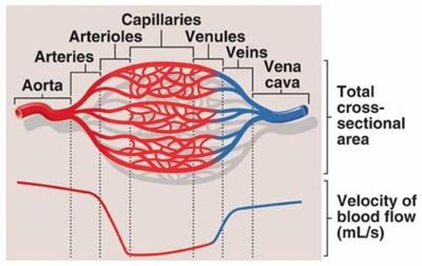 <p>How does blood travel through the body?</p>
