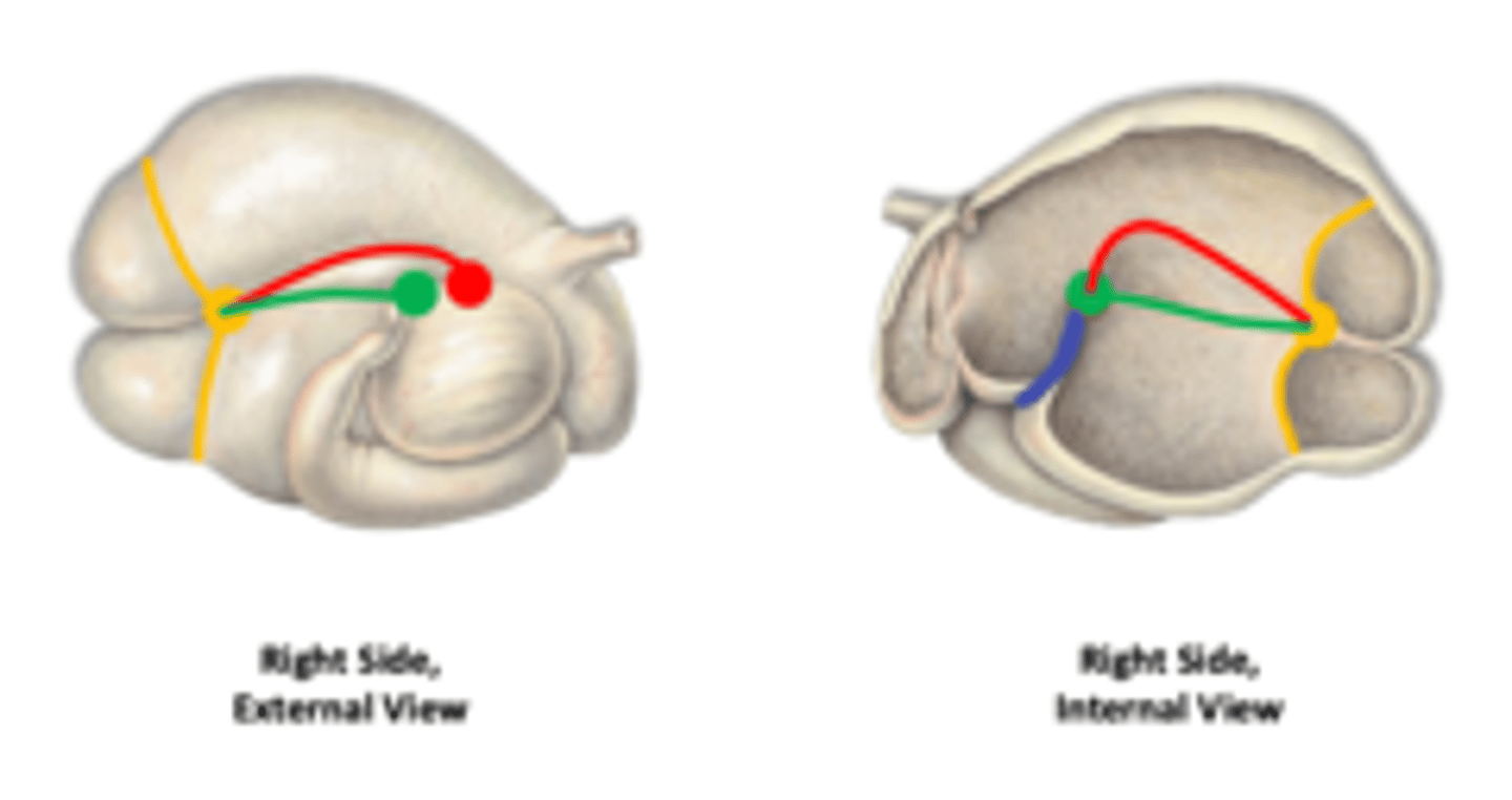 <p>what pillar is shown in blue that is associated with the R cranial groove</p>