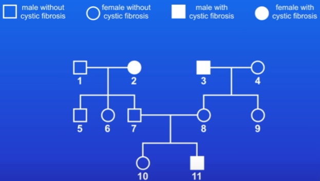 <p>Family tree - only shows phenotypes, not genotypes</p><p>practice question: if person 7&amp;8 had another child, what’s the chance that it would have CF?</p>