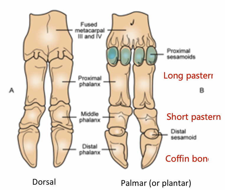 <ul><li><p>Proximal phalanx (long pastern): two per foot.</p></li><li><p>Middle phalanx (short pastern): two per foot.</p></li><li><p>Distal phalanx (coffin bone): two per foot</p></li><li><p>Sesamoid bones: two proximal sesamoids (four per foot) at the fetlock joint and one distal sesamoid (two per foot) at the coffin joint.</p></li></ul><p></p>