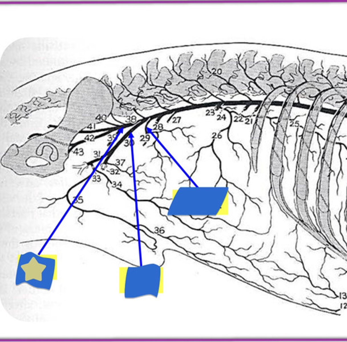 knowt flashcard image