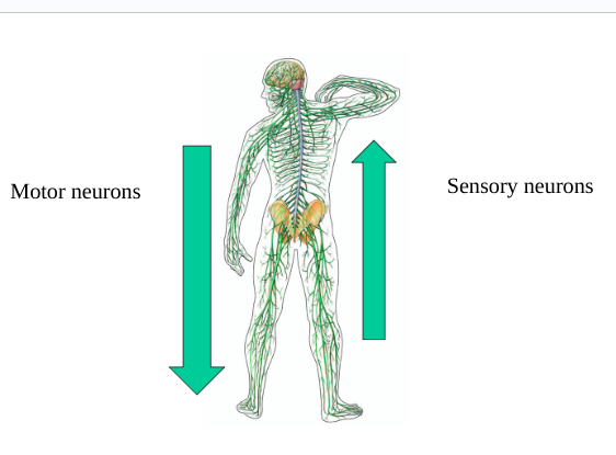 <p>send info from body tissues and sense organs to CNS</p>