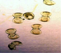 <p>larvae of phlyum mollsuca, enclosed by two valves</p>