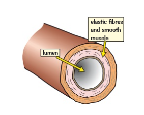 <ul><li><p>Thick muscular walls make them strong so they can withstand high-pressure blood</p></li><li><p>Contain elastic fibres to allow them to stretch and spring back</p></li><li><p>Have a small lumen (hole)</p></li></ul>