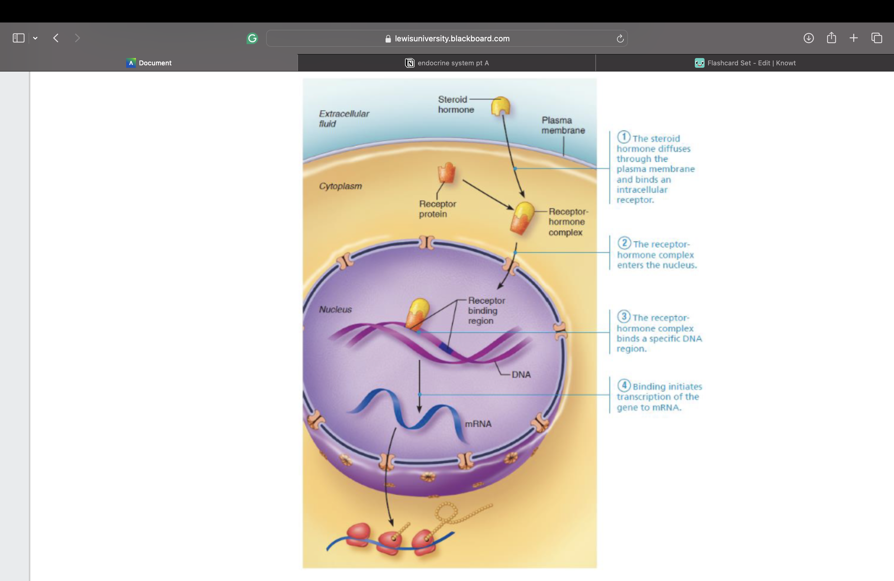 knowt flashcard image