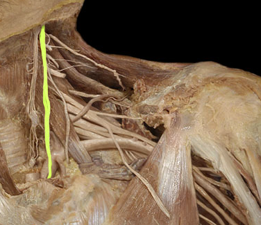 the tenth cranial nerve that innervates digestive organs, heart and other areas