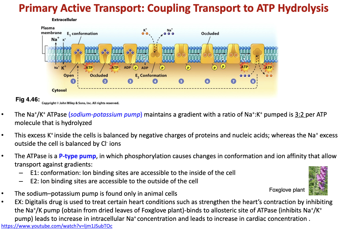 <p>ATP is needed for this transport to occur. Ex. the sodium-potassium pump (ATPase) needs ATP to function and let in 2 potassium and let out 3 sodium. The ATP is phosphorylated/hydrolyzed for the diffusion to occur</p>