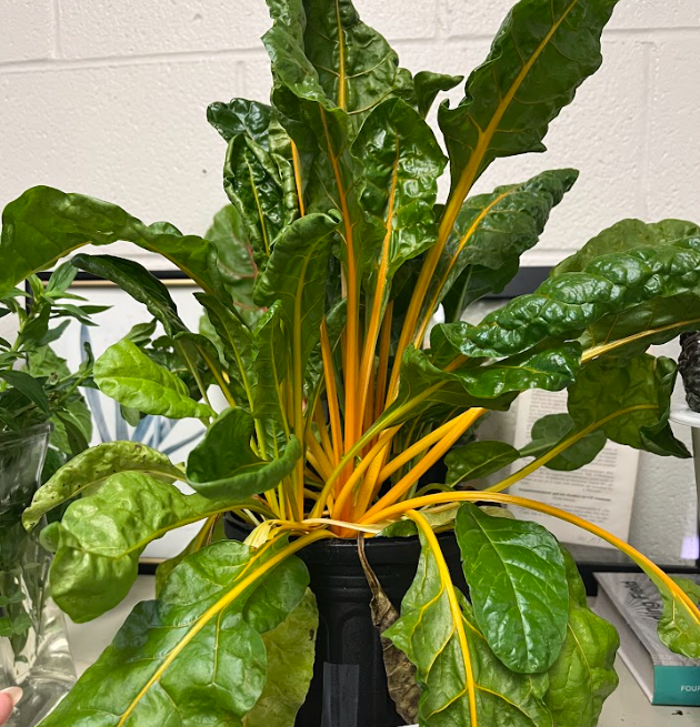 <ul><li><p>grown for colors not as much the food</p></li><li><p>yellow, green, white, red, orange, etc. </p><ul><li><p>rainbow</p></li></ul></li><li><p>sounds like celery when cracked in half</p></li><li><p>prominent midrib</p></li><li><p>grown for foliage only</p></li><li><p>persist year round</p></li></ul><p></p>