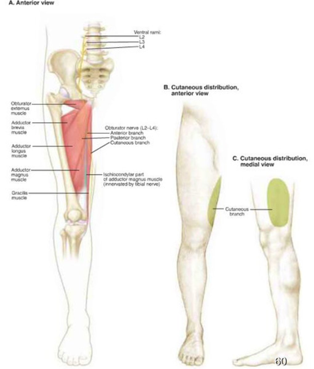 <p>- Motor to adductor longus, adductor brevis, adductor magnus and gracilis.</p><p>- Sensory from skin of superior-medial thigh.</p><p>- Most noticeable weakness with damage: adduction of the thigh (at the hip).</p>