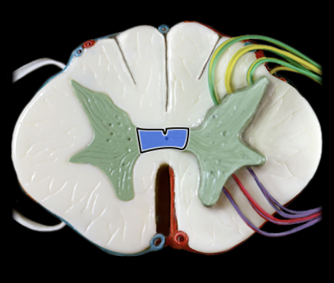<p>What structure is shown?</p>