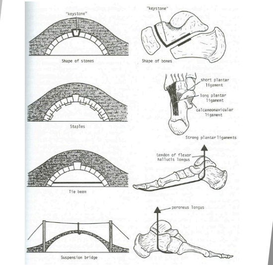 <p>Foot Forms of support</p>