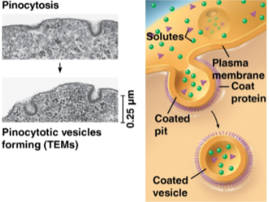 <p>Pinocytosis</p>