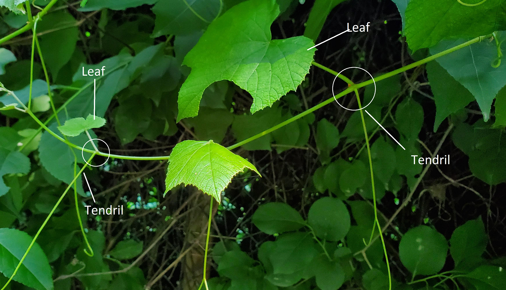 Wild grapes:

vine- growin on things, large heart-shaped, , toothed leaves, alternate leaves - leaf on one side, tendril on other, new leaves glossy and reddish