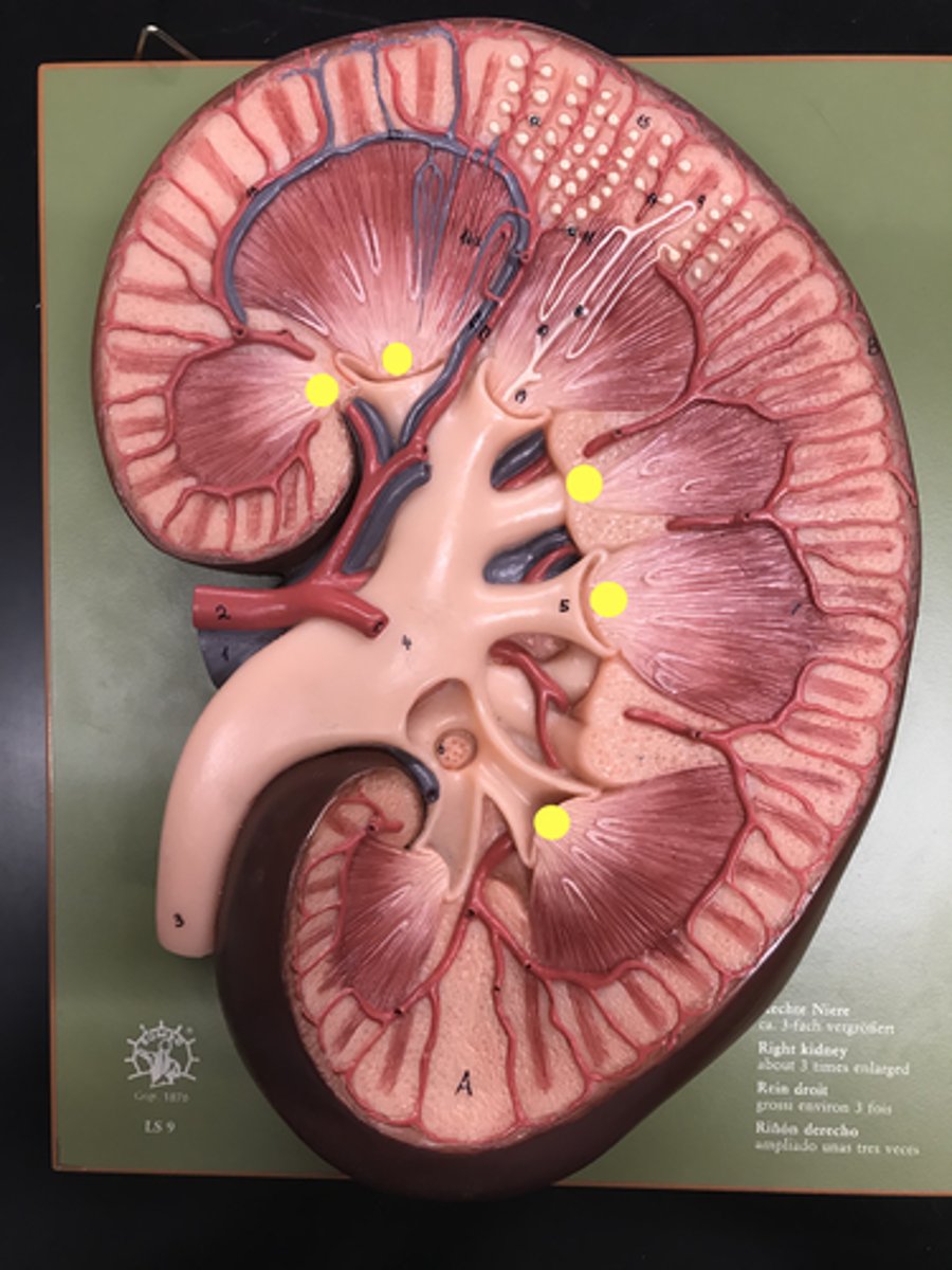 <p>Name this REGION. </p>