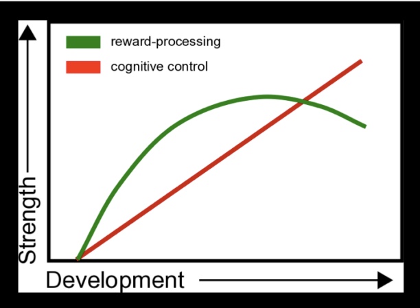 <ul><li><p>limbic regions develop earlier than prefrontal regions</p></li></ul><ul><li><p>explains higher risk taking/impulses in adolescence</p></li></ul><p></p>