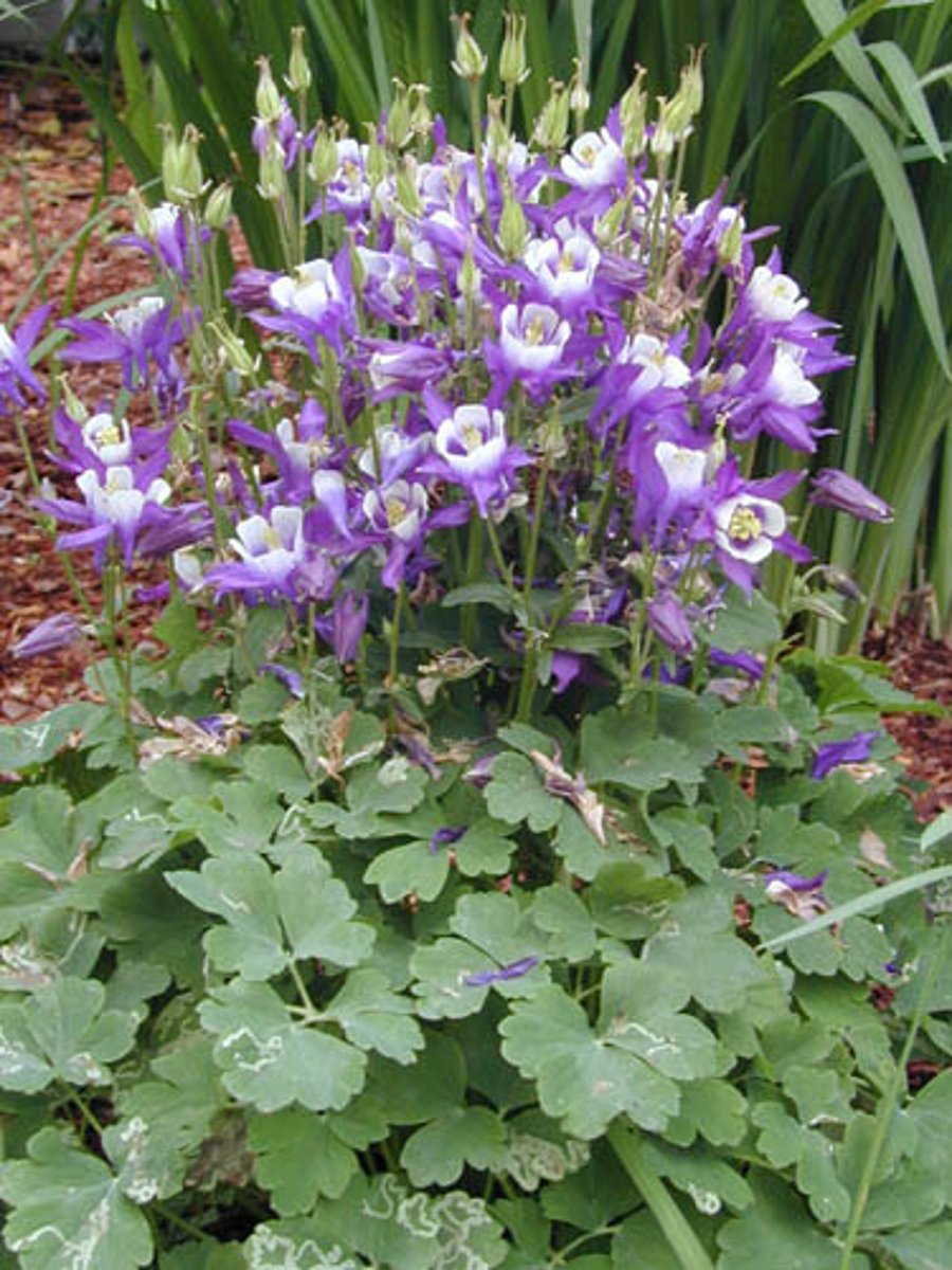 <p>basal mound of foliage; "big cilantro"</p><p>leaves: ternate ternately compound; lobed; palmate; gray cast</p><p>blooms: spurs on underside of bloom</p>