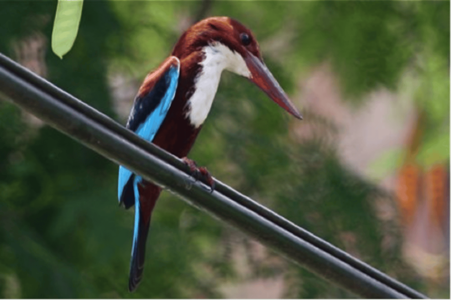 <p>small-medium, colorful, large heads, large sharp bills, short legs, short tails, swoop on prey from perch</p>