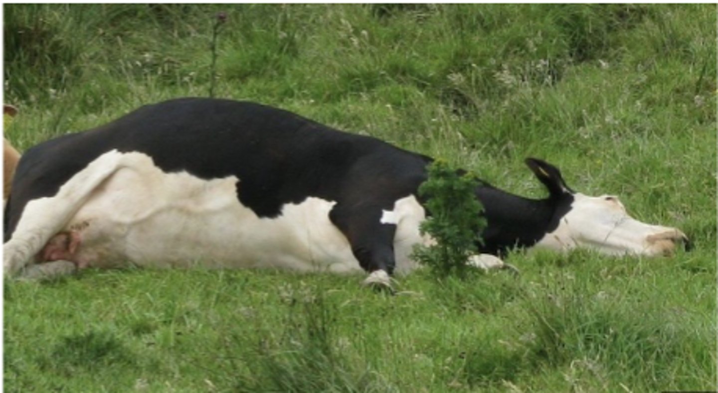 <p>What emergency is likely going on here?</p>