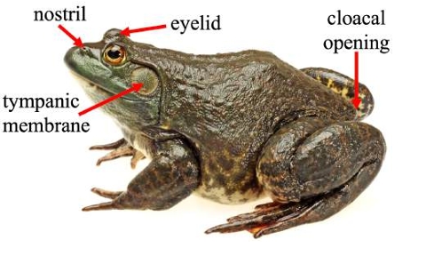 <p>The posterior opening in amphibians, including frogs, through which excretion occurs and reproductive fluids are expelled. </p>