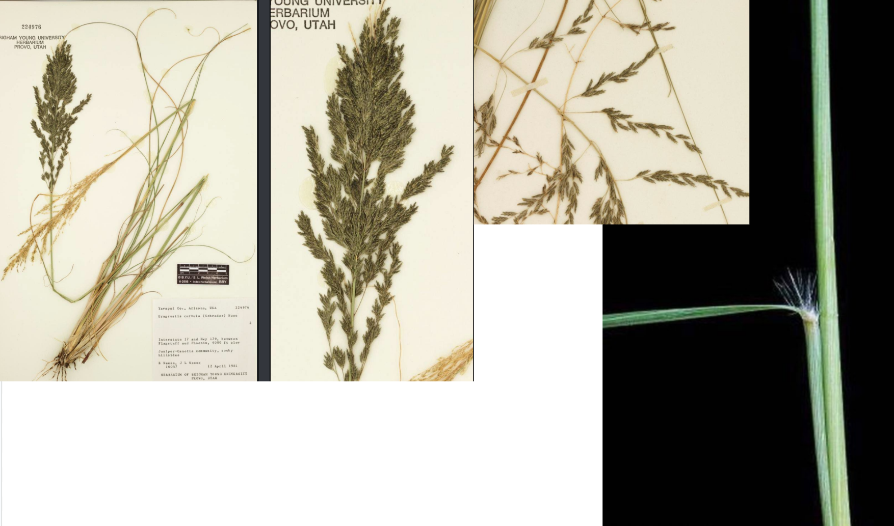 <p>Green inflorescence with vein on glume</p><p>Short, contracted panicle</p><p>Spikelets all along pedicel with multiple florets</p><p>Very hairy collar</p>