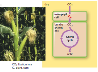 Carbon dioxide fixation in C4 plants.