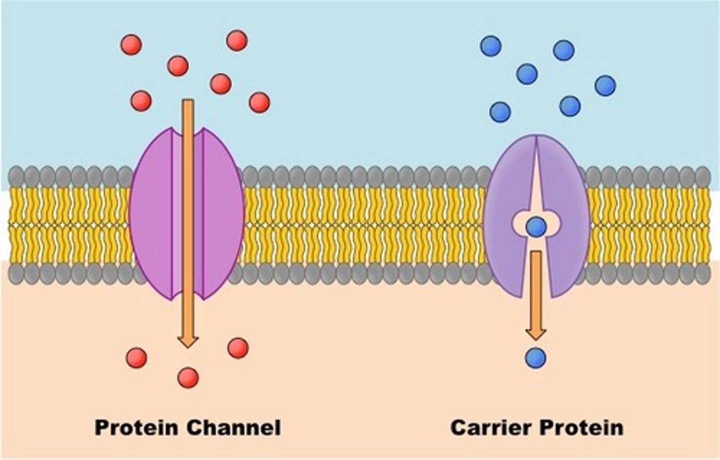 <p>1. ion channels: small pores for specific ions. "gated" channels</p><p>2. porins: like ion channels, but for larger molecules</p><p>3. permeases: changes shape to move substrate from one side to the other</p>