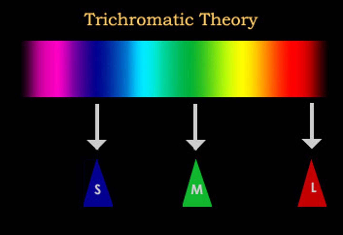 <p>The theory that there are three kinds of cones in the retina, each of which responds primarily to a specific range of wavelengths</p>