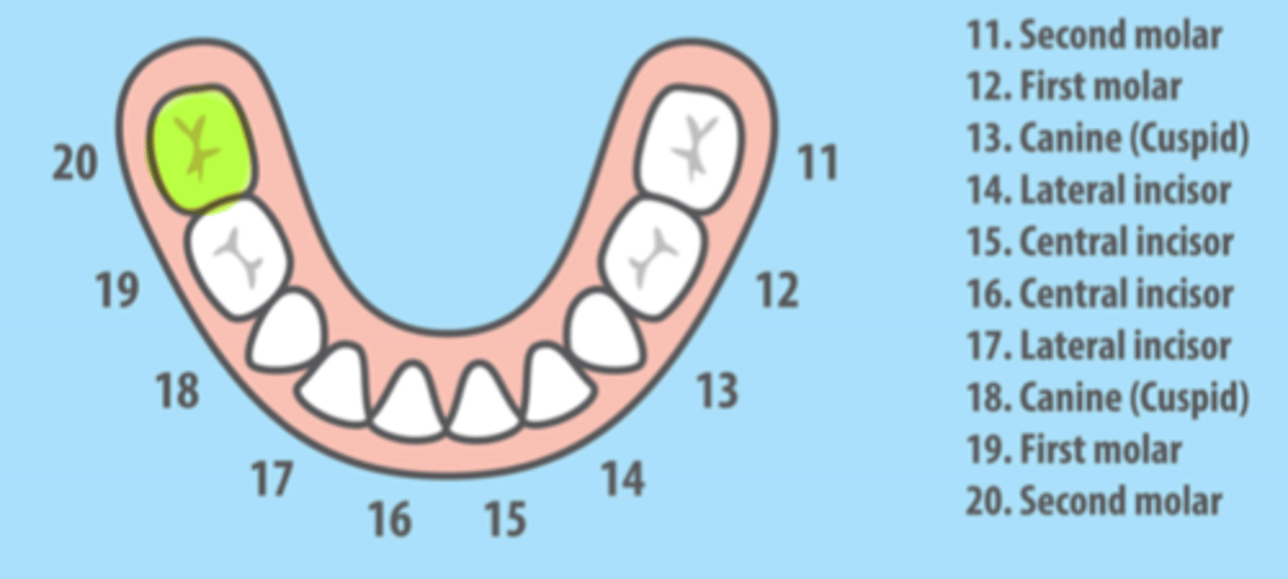 <p>Mandibular Right Primary Second Molar</p>