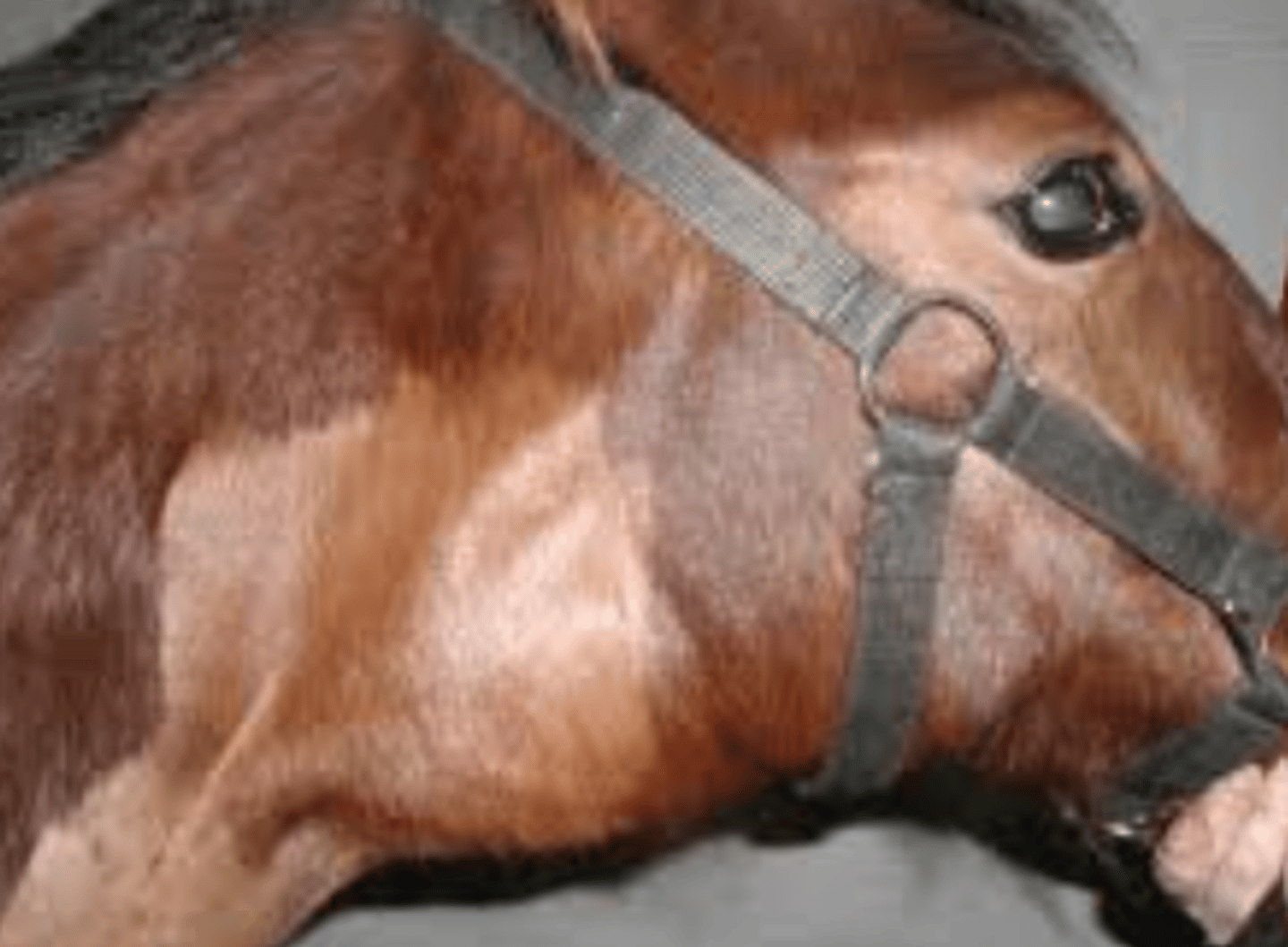 <p>This horse is having difficulty chewing and nasal discharge alongside this observed sign. What could be happening?</p>