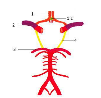 <p>Cerebral arterial circle of Willis</p>