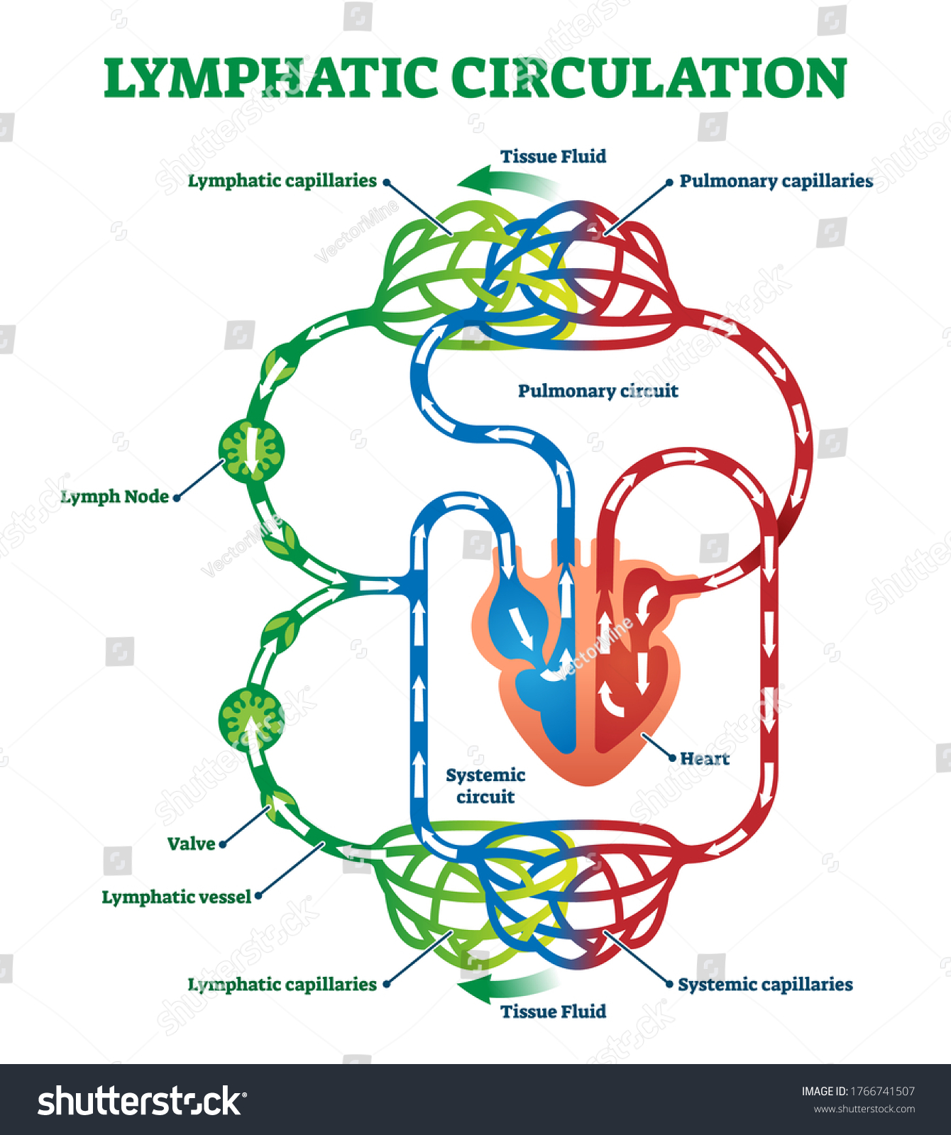 <p>Select the correct statement about lymph transport.</p><table style="min-width: 25px;"><colgroup><col style="min-width: 25px;"></colgroup><tbody><tr><td colspan="1" rowspan="1" style="margin: 0px; padding: 0.3em; position: relative;"><p>Lymph transport is only necessary when illness causes tissue swelling.</p></td></tr><tr><td colspan="1" rowspan="1" style="margin: 0px; padding: 0.3em; position: relative;"><p>Lymph transport is faster than that occurring in veins.</p></td></tr><tr><td colspan="1" rowspan="1" style="margin: 0px; padding: 0.3em; position: relative;"><p>Lymph transport depends on the movement of adjacent tissues, such as skeletal muscles.</p></td></tr><tr><td colspan="1" rowspan="1" style="margin: 0px; padding: 0.3em; position: relative;"><p>Under normal conditions, lymph vessels are very high-pressure conduits.</p></td></tr></tbody></table><p></p>