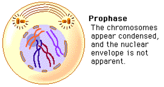 <p>Mitotic spindle forms, chromosomes condense, and nuclear envelope disappears.</p>