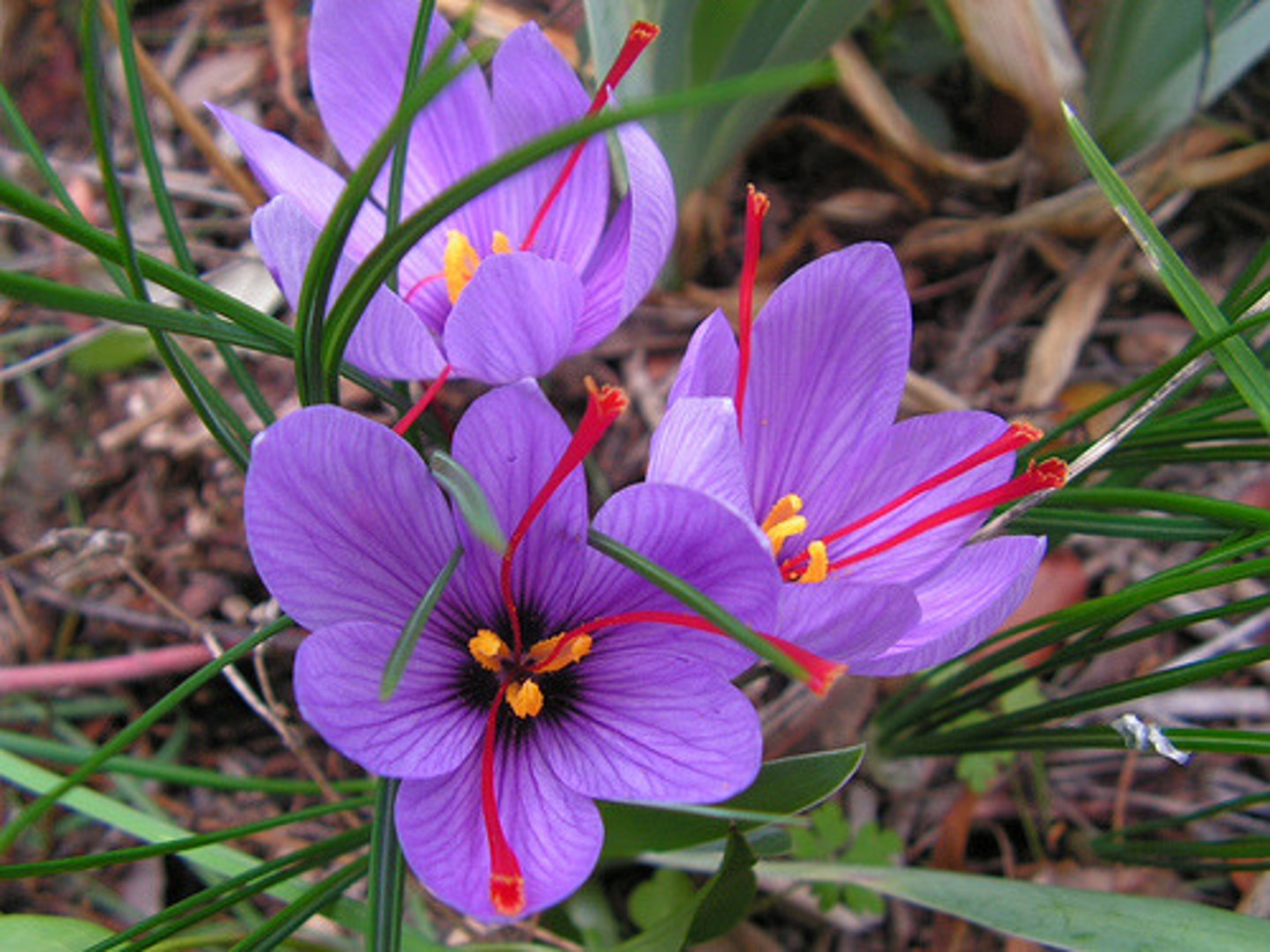 <p>Saffron</p>