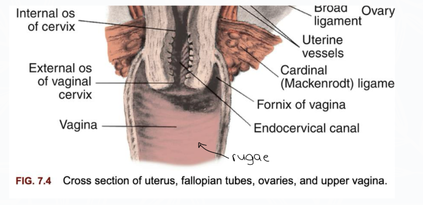 <p><span style="background-color: transparent; font-family: "Times New Roman", serif;"><em>Functions</em>:</span></p><ul><li><p><span style="background-color: transparent; font-family: "Times New Roman", serif;">Passage for menstrual flow.</span></p></li><li><p><span style="background-color: transparent; font-family: "Times New Roman", serif;">Organ of copulation (sexual intercourse).</span></p></li><li><p><span style="background-color: transparent; font-family: "Times New Roman", serif;">Part of birth canal.</span></p></li></ul><p></p>